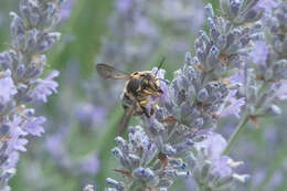 Image de Anthidium florentinum (Fabricius 1775)