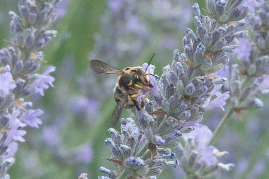 Image de Anthidium florentinum (Fabricius 1775)