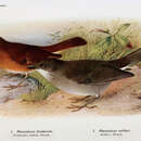 Turdus arthuri (Chubb & C 1914) resmi