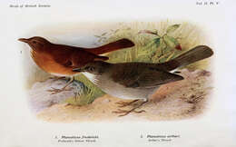 Turdus arthuri (Chubb & C 1914) resmi