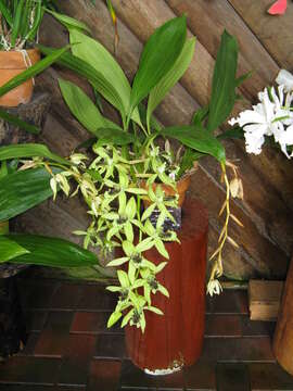 Image of Black orchid