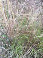 Sivun Agrostis montevidensis Spreng. ex Nees kuva