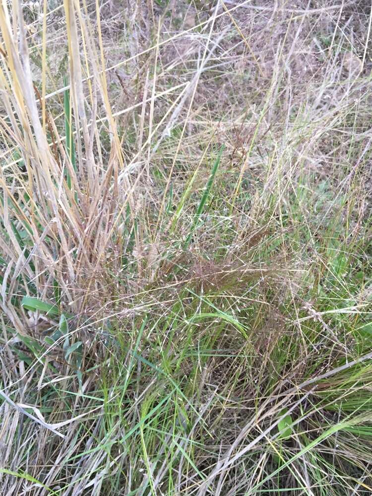 Imagem de Agrostis montevidensis Spreng. ex Nees