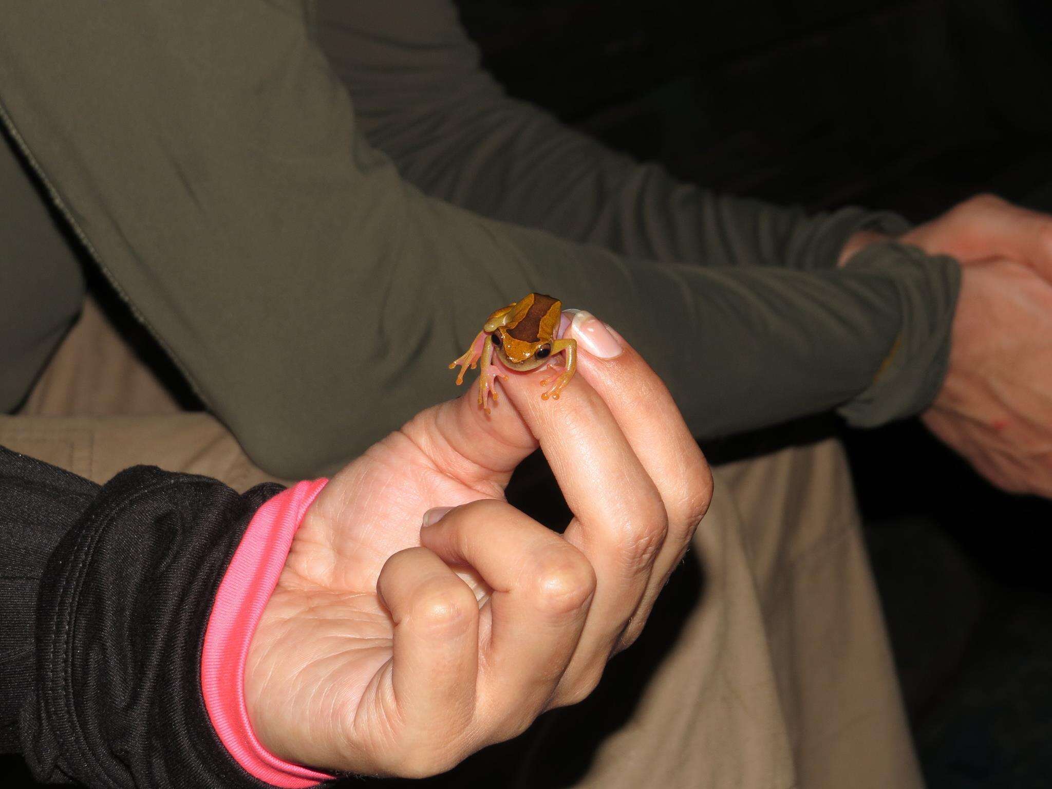 Imagem de Dendropsophus triangulum (Günther 1869)