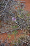 Imagem de Trachymene glaucifolia (F. Müll.) Benth.