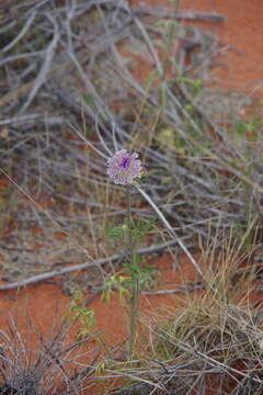 Imagem de Trachymene glaucifolia (F. Müll.) Benth.