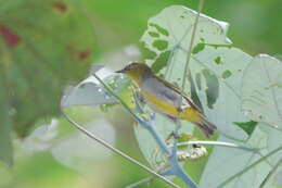 Image of Hume's White-eye