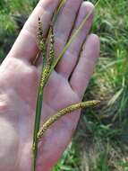 Carex acuta L. resmi