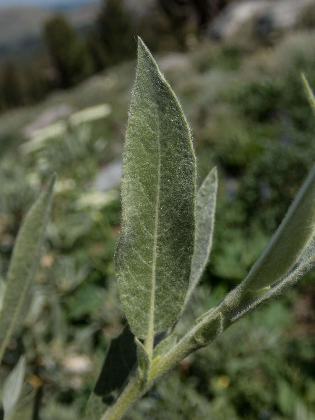 Image of Gray-Leaf Sierran Willow