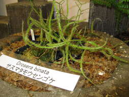 Image of Drosera binata Labill.