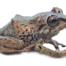 Image of Pristimantis huicundo (Guayasamin, Almeida-Reinoso & Nogales-Sornosa 2004)