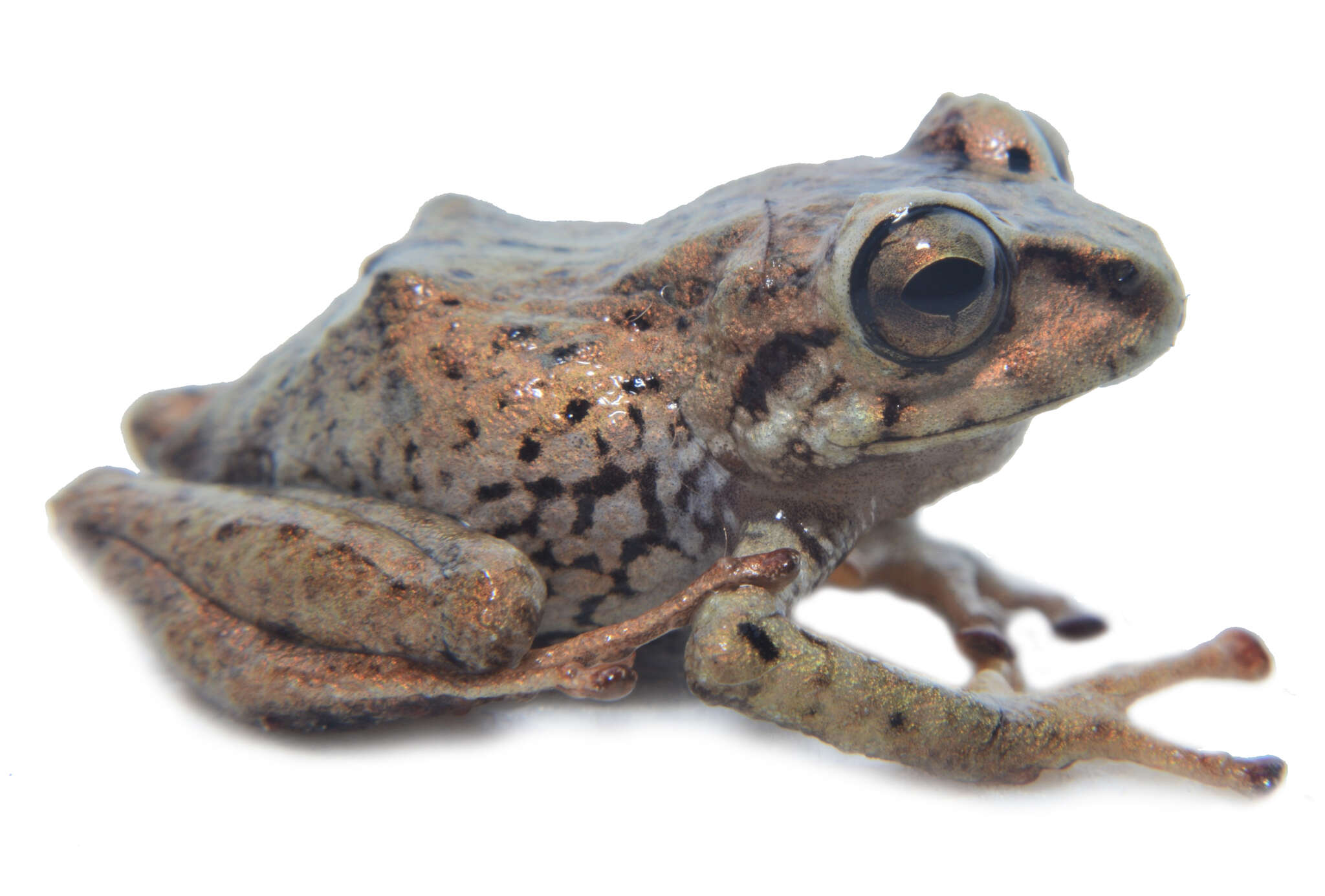 Image of Pristimantis huicundo (Guayasamin, Almeida-Reinoso & Nogales-Sornosa 2004)