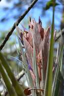 Image of Tillandsia carlsoniae L. B. Sm.