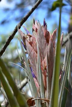 Image of Tillandsia carlsoniae L. B. Sm.