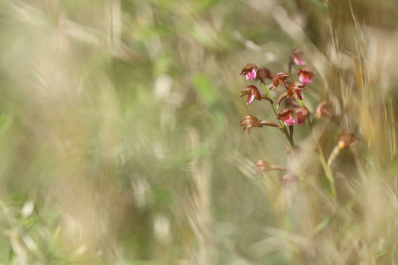 Image of Oreorchis indica (Lindl.) Hook. fil.