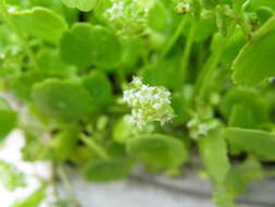 Image of whorled marshpennywort