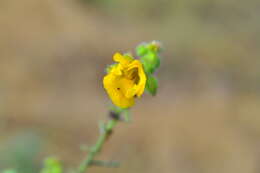 Image of Chamaecrista amiciella (H. S. Irwin & Barneby) H. S. Irwin & Barneby