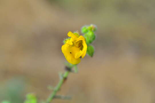 Image of Chamaecrista amiciella (H. S. Irwin & Barneby) H. S. Irwin & Barneby