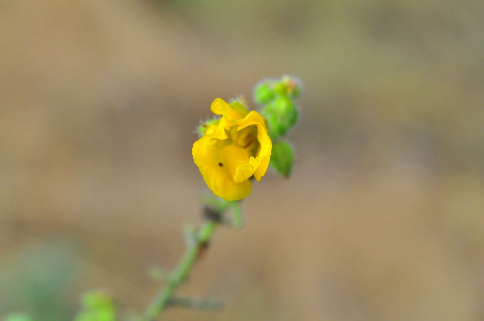 Image of Chamaecrista amiciella (H. S. Irwin & Barneby) H. S. Irwin & Barneby