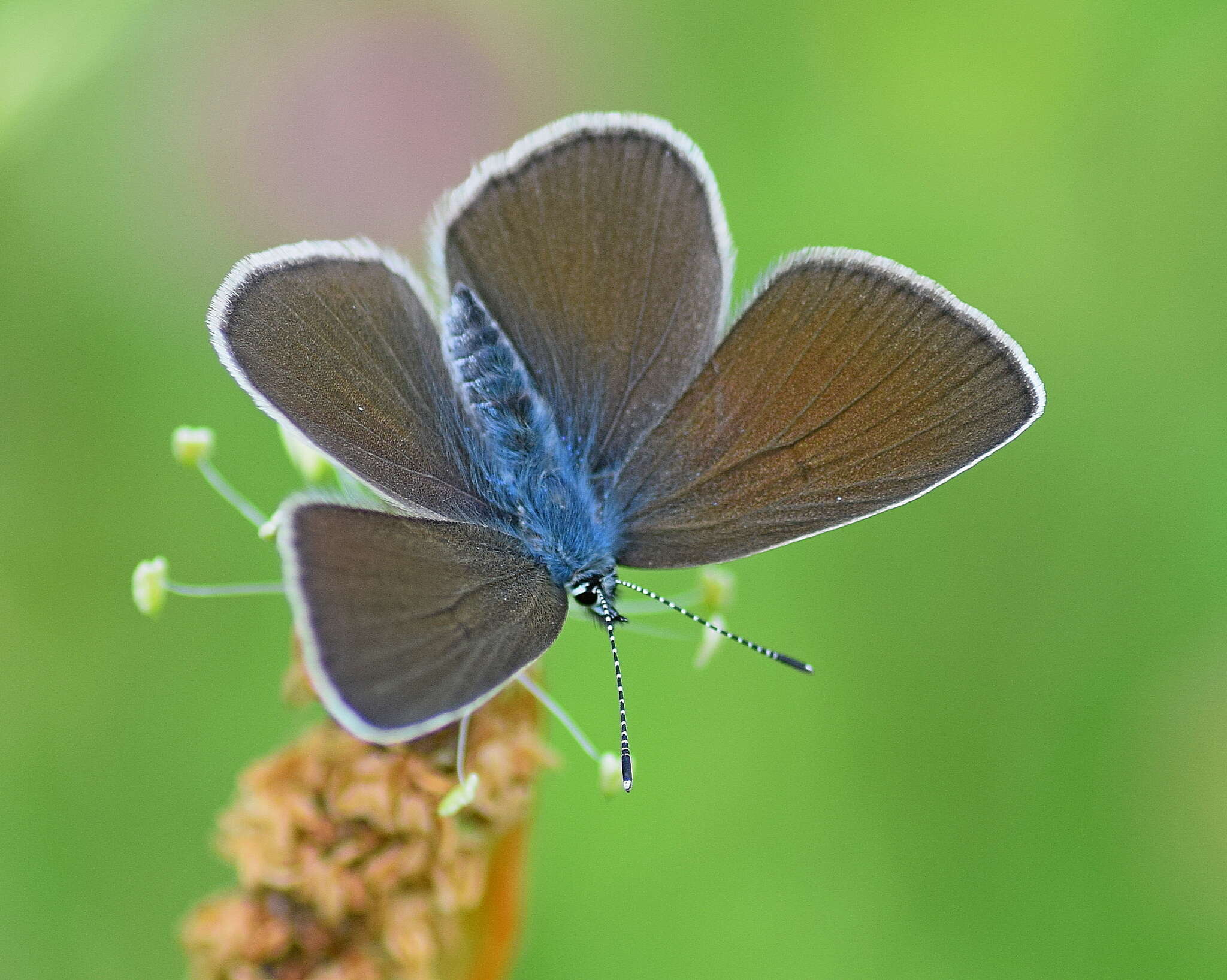 Image of Cyaniris semiargus (von Rottemburg 1775)