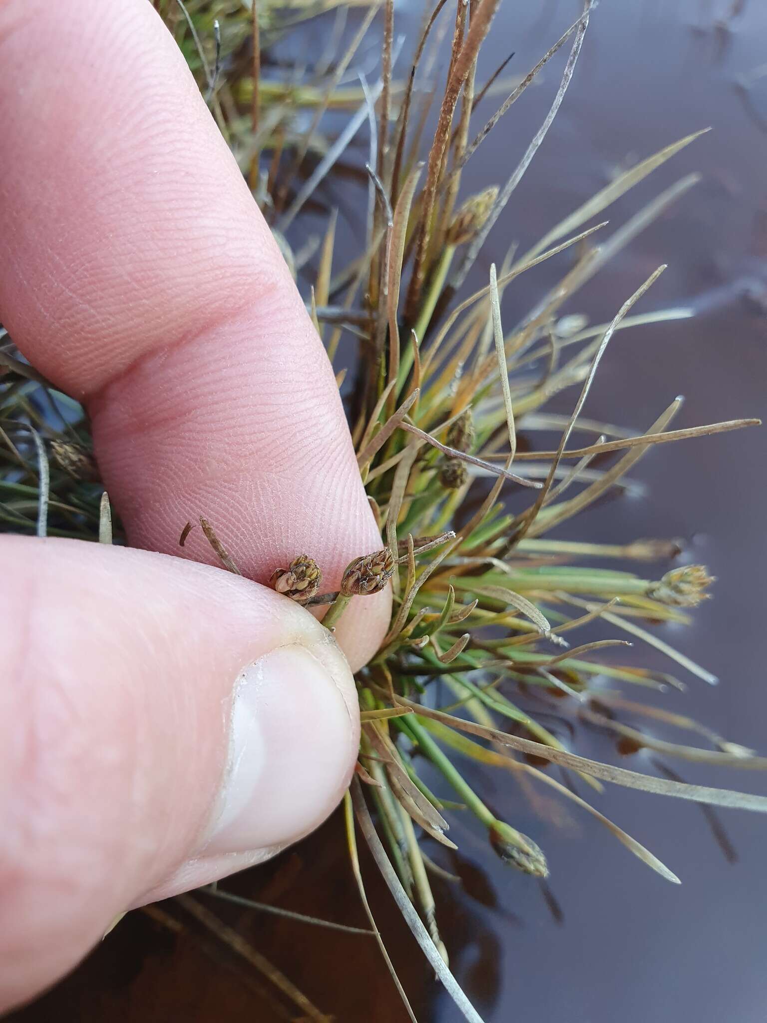 Слика од Isolepis crassiuscula Hook. fil.