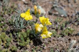 Plancia ëd Cymbaria daurica L.