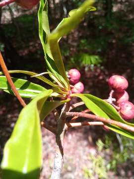 Image of Ardisia didymopora (H. Perrier) Capuron