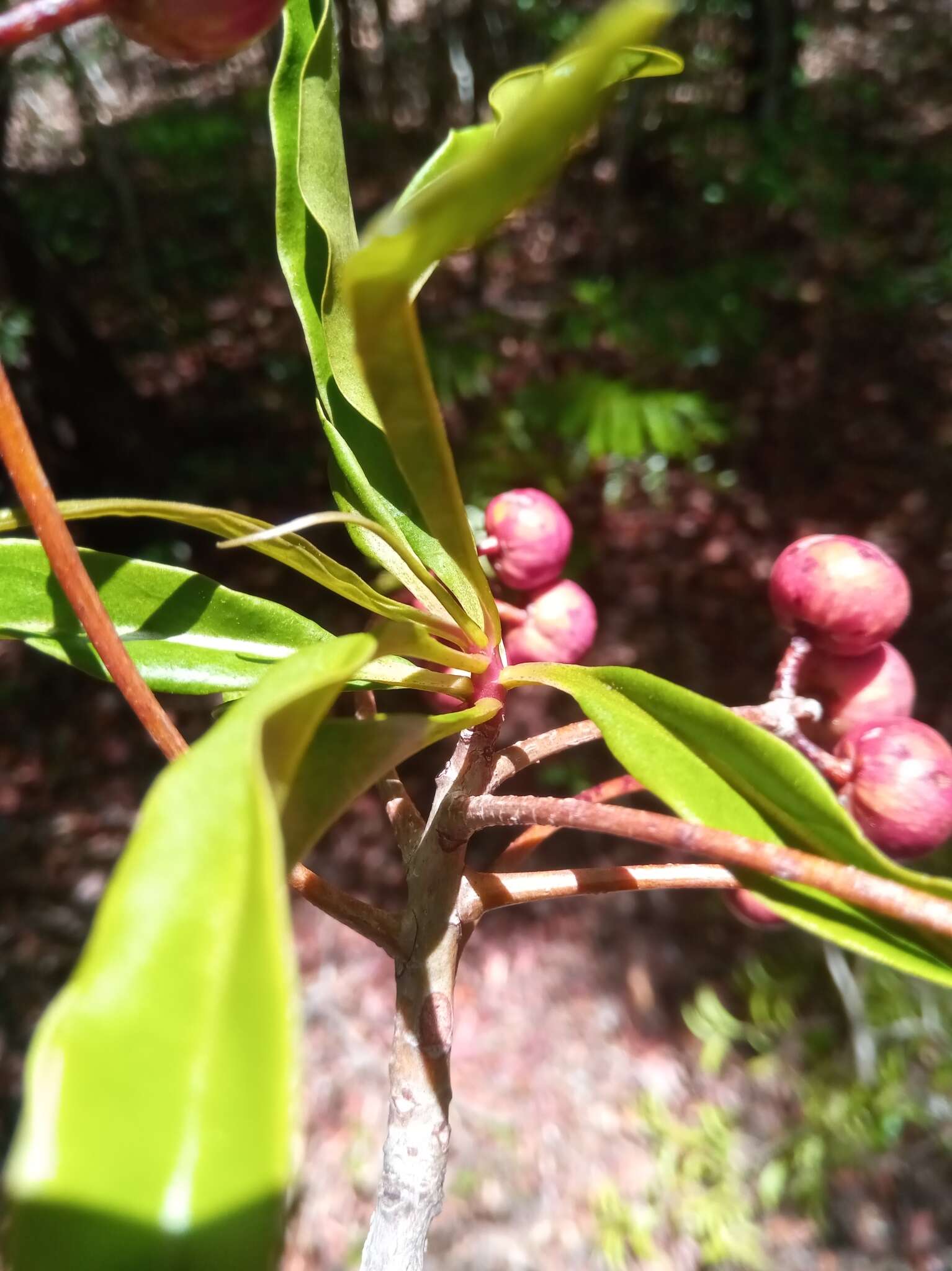 Image of Ardisia didymopora (H. Perrier) Capuron