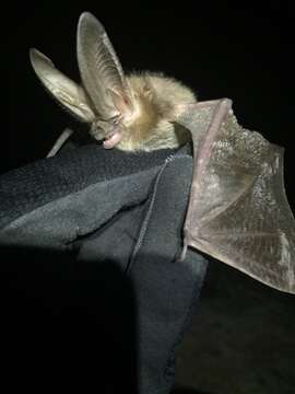 Image of Townsend's big-eared bat