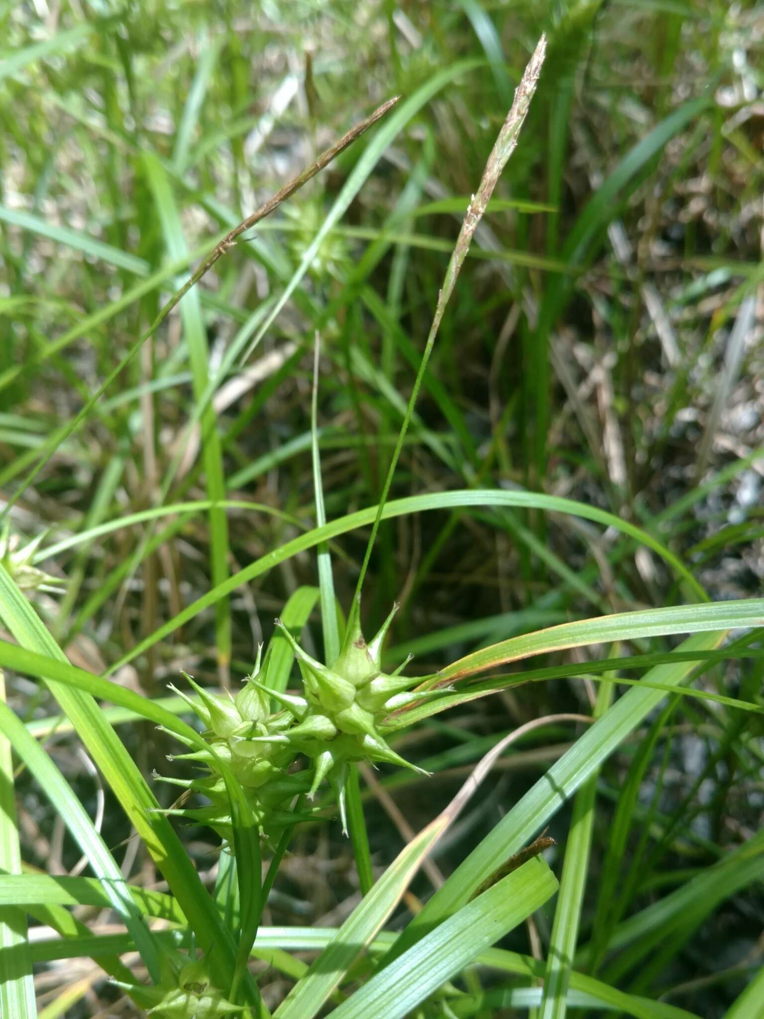 Слика од Carex louisianica L. H. Bailey