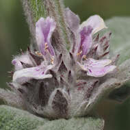 Stachys cretica subsp. cretica resmi