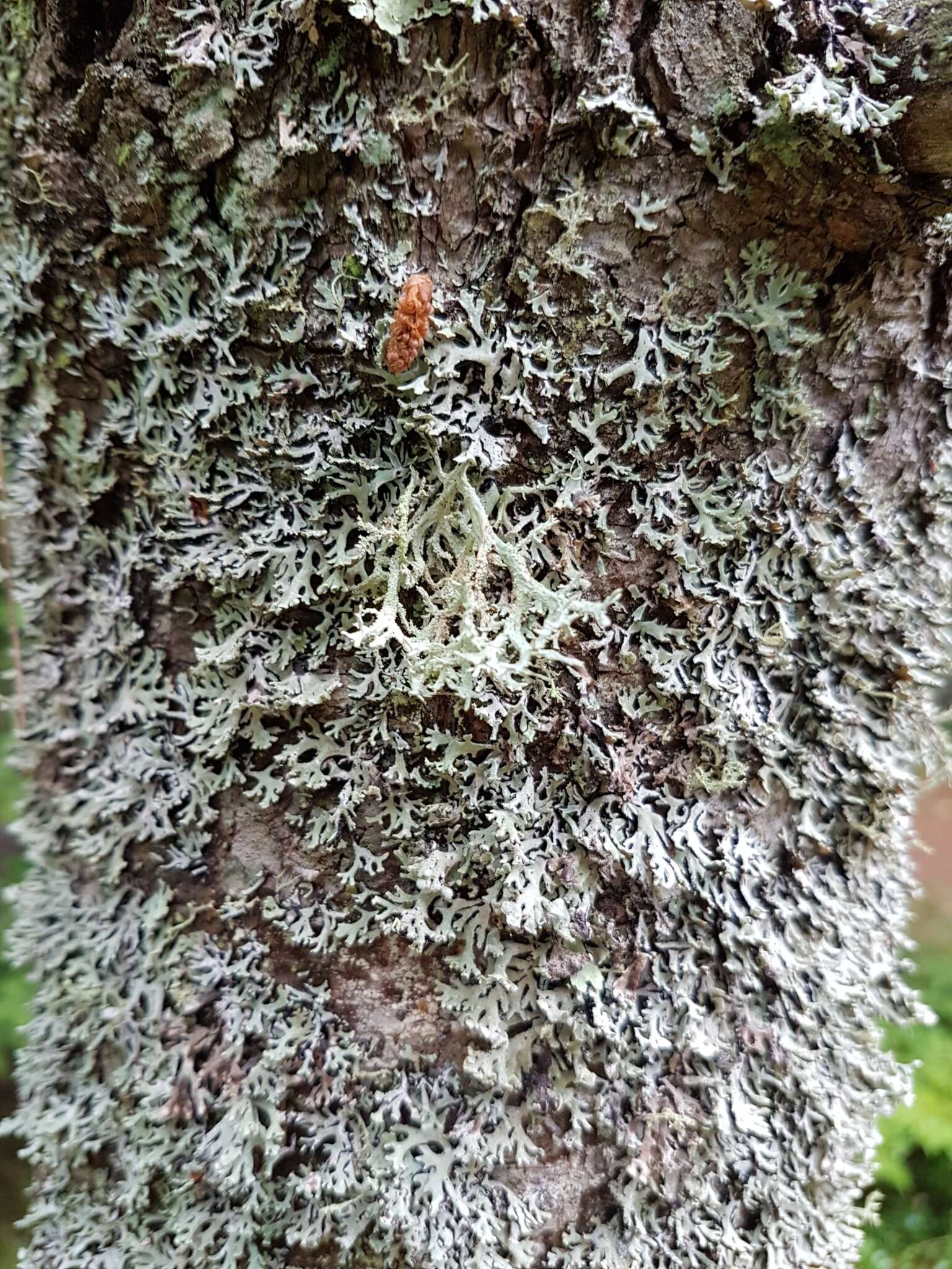 Image of light and dark lichen