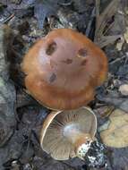 Image of Cortinarius privignoides Rob. Henry 1985