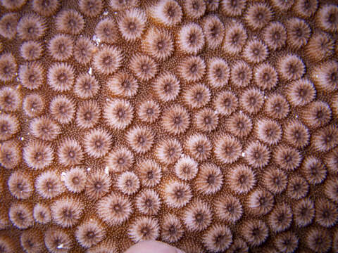 Image of Lesser Knob Coral