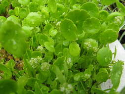 Image of whorled marshpennywort