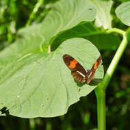 Image of Heliconius melpomene Linnaeus 1758