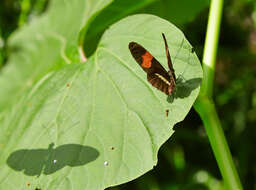 Image of Heliconius melpomene Linnaeus 1758