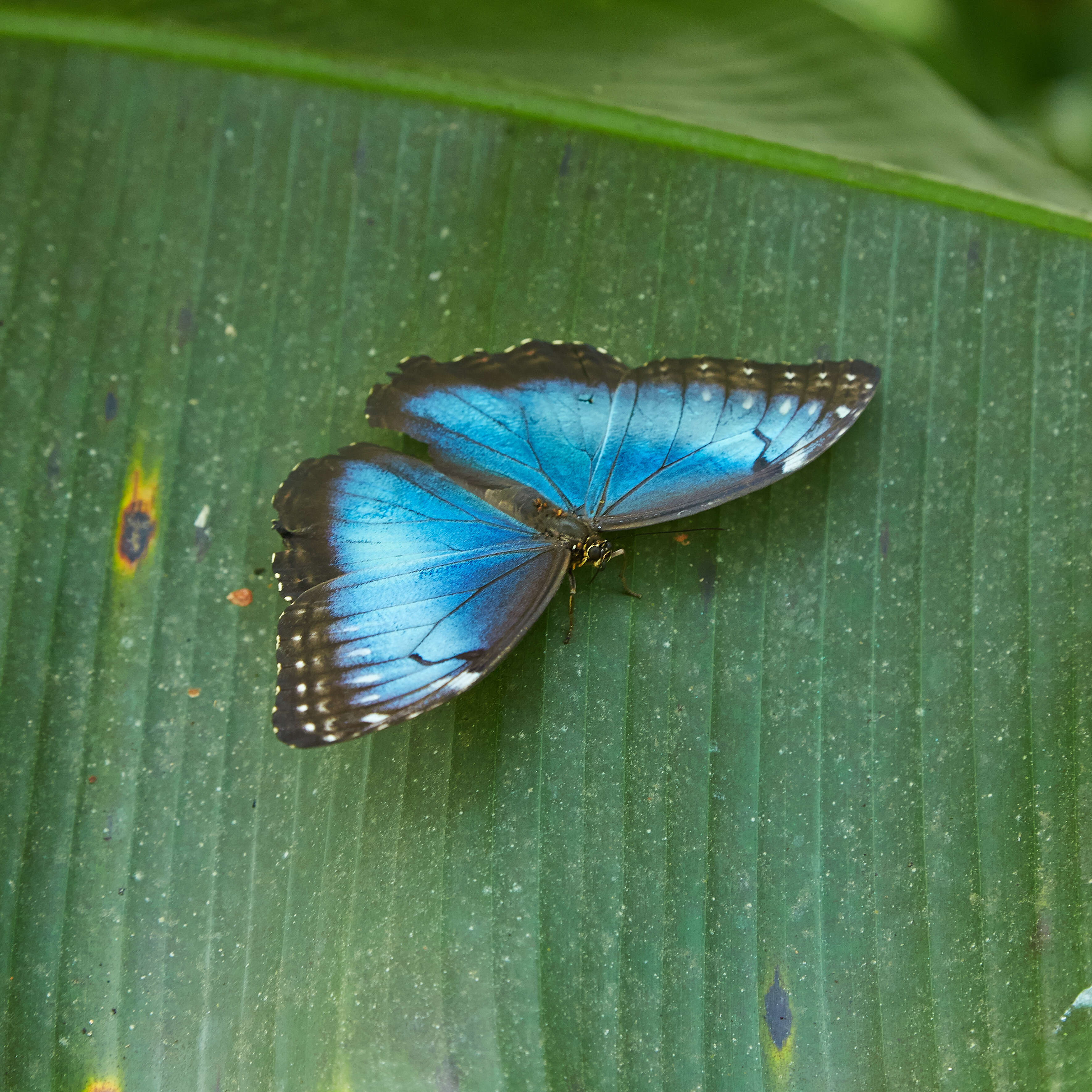 Imagem de Morpho menelaus Linnaeus 1758