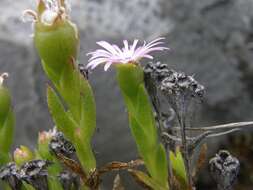 Image of Erepsia oxysepala (Schltr.) L. Bol.