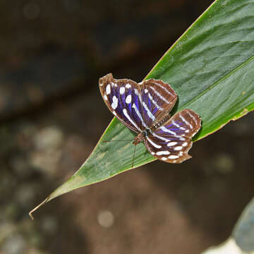 Image of Myscelia cyaniris Doubleday (1848)