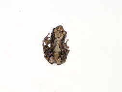 Image of Pristimantis ventrimarmoratus (Boulenger 1912)