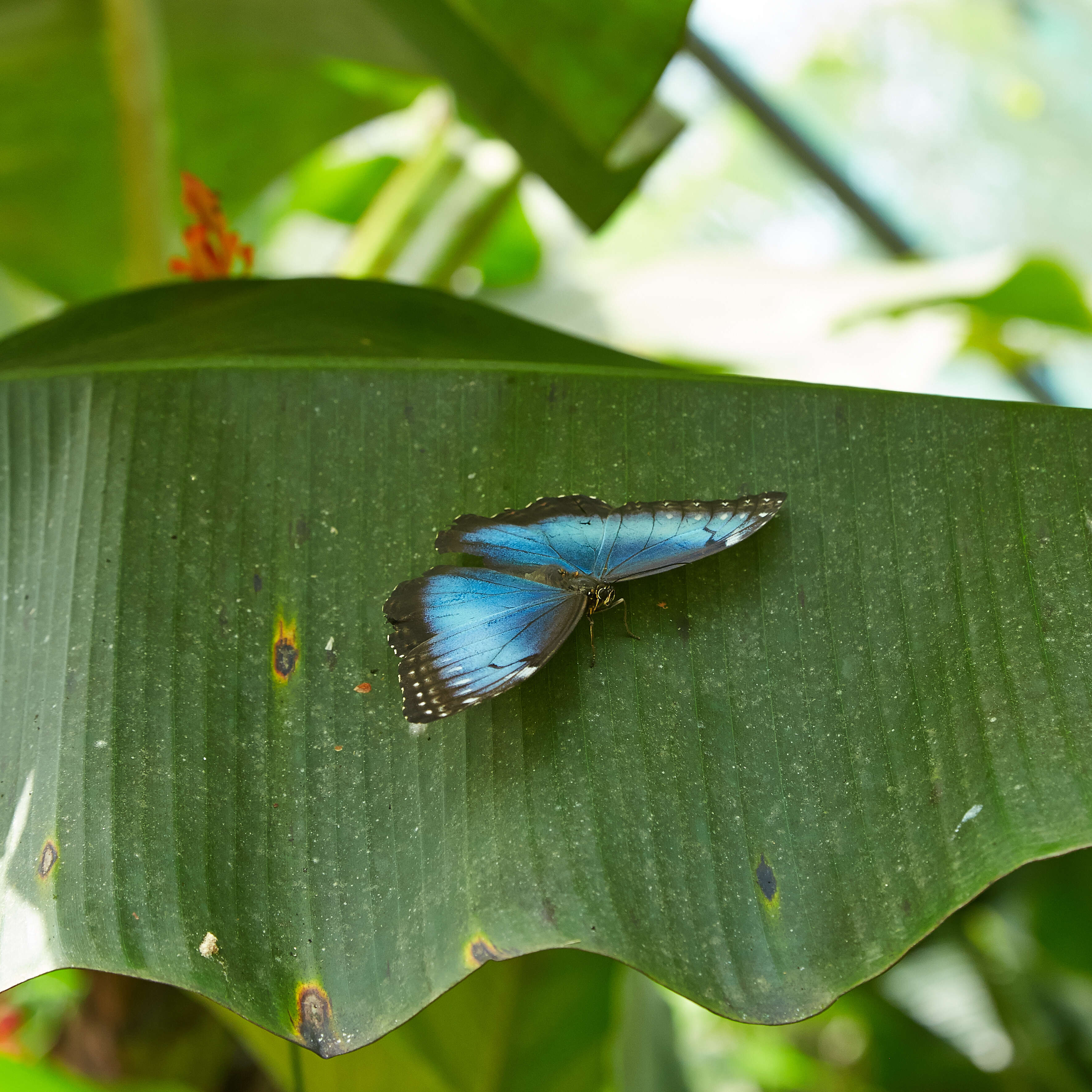 Imagem de Morpho menelaus Linnaeus 1758