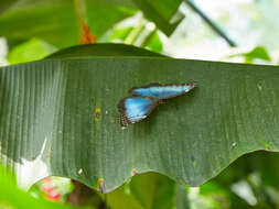 Imagem de Morpho menelaus Linnaeus 1758