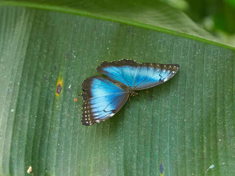 Imagem de Morpho menelaus Linnaeus 1758