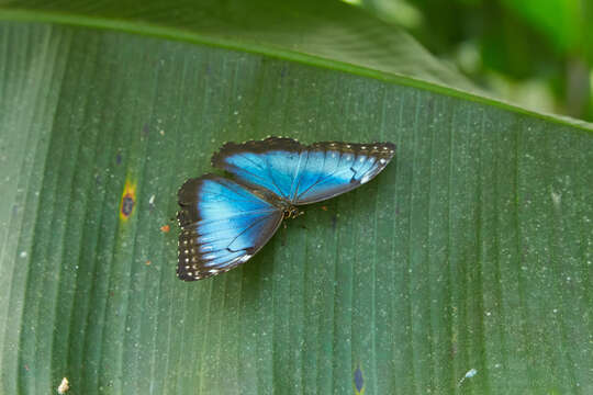 Imagem de Morpho menelaus Linnaeus 1758