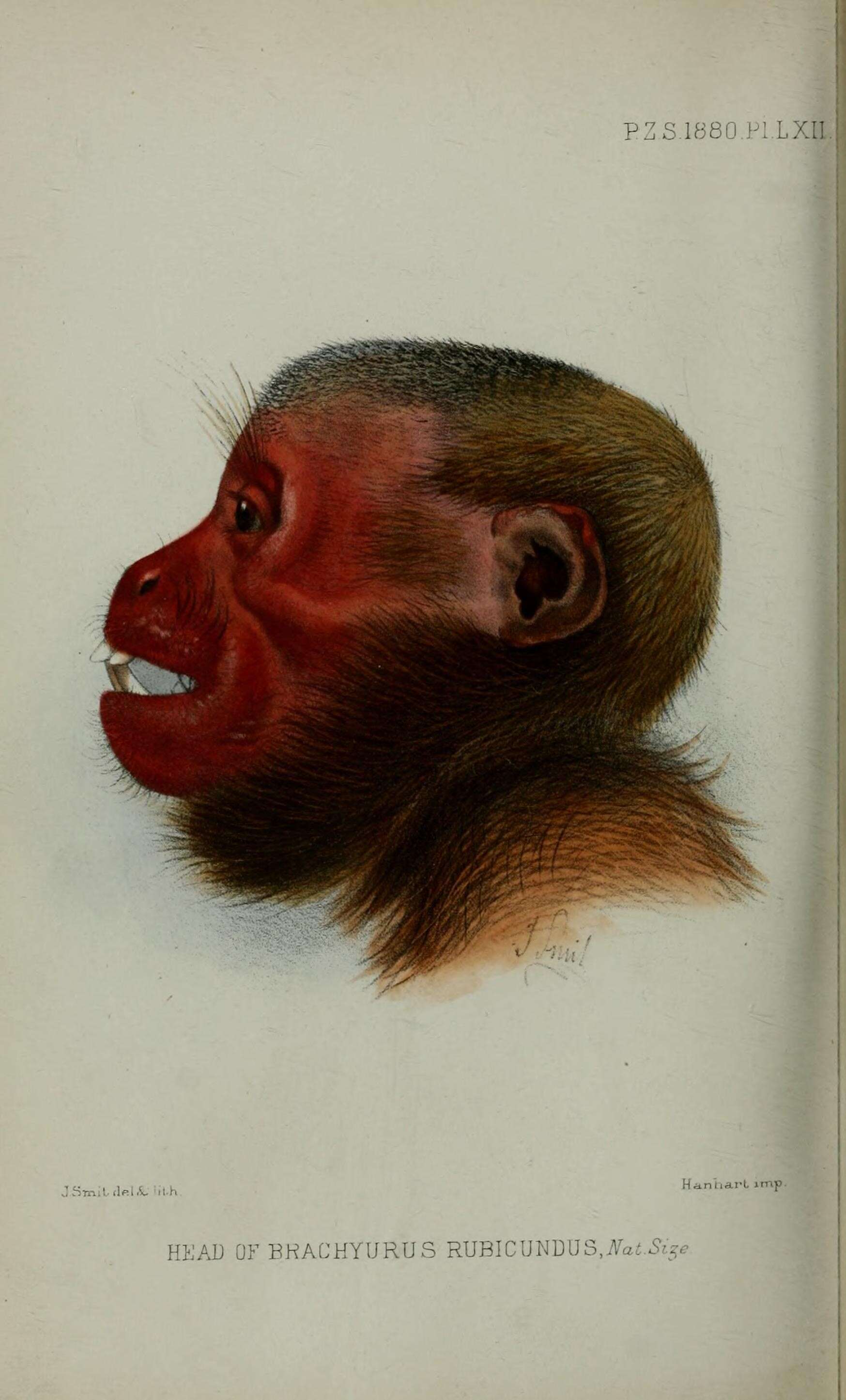 Image of Uakari