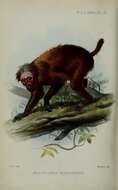 Image of Uakari