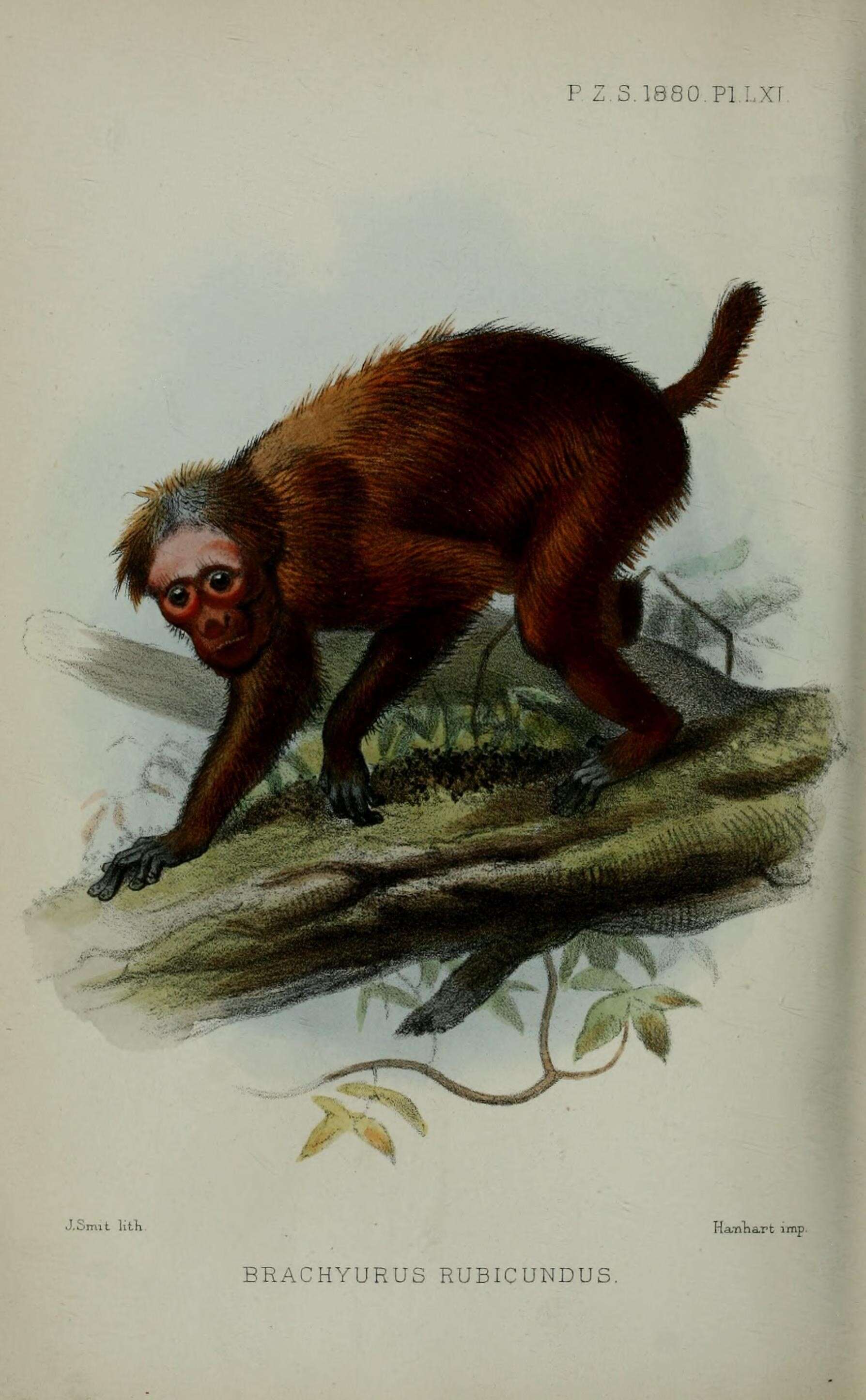 Image of Uakari