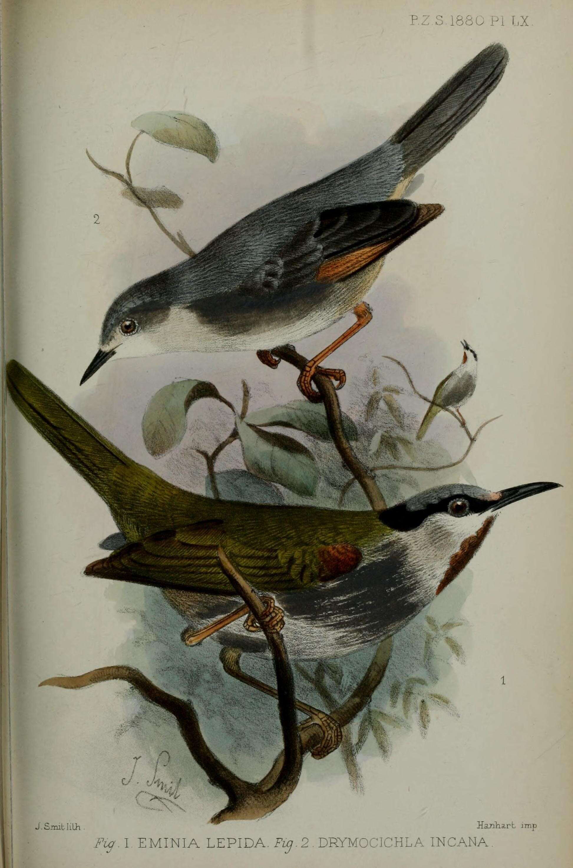 Image of Red-winged Grey Warbler