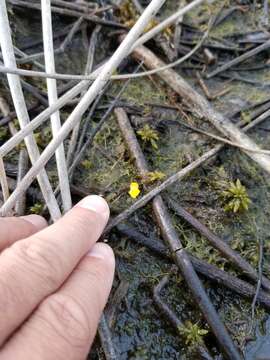 Image de Utricularia geminiscapa Benj.